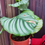 Kalatea (Calathea orbifolia) - výška 30-40 cm, kont. C2L